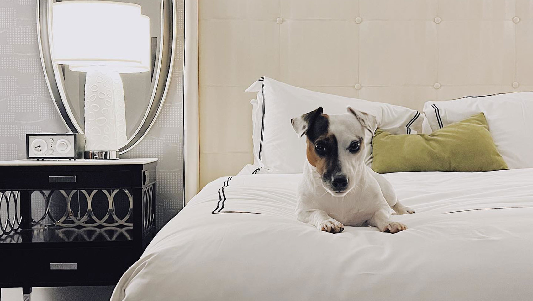 Dog on bed at Tryon Park